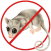 Possum Removal Heidelberg